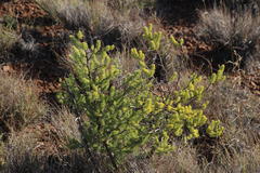 Asparagus mucronatus