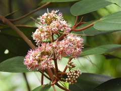 Miconia caudata