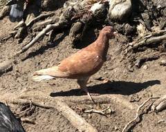 Columba livia domestica