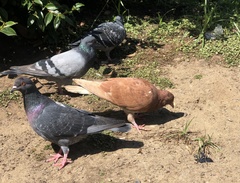 Columba livia domestica