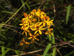 Epidendrum melinanthum