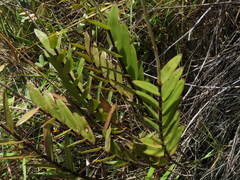 Epidendrum melinanthum