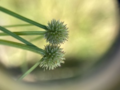 Cyperus brevifolioides