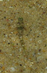 Helcogramma rharhabe