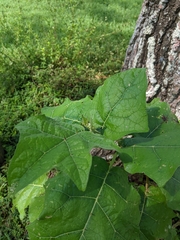 Solanum stramoniifolium