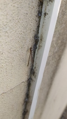 Ischnura fluviatilis