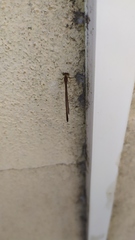 Ischnura fluviatilis