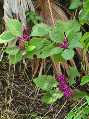 Callicarpa americana
