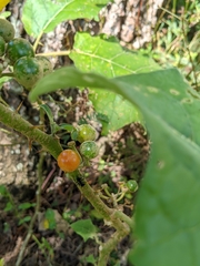 Solanum stramoniifolium