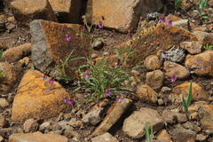 Hermannia coccocarpa