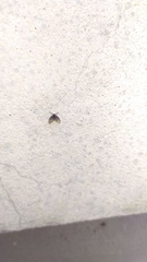 Clogmia albipunctata