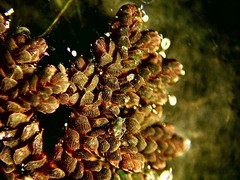 Azolla microphylla