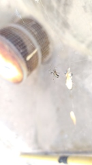 Araneae