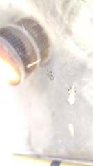 Araneae