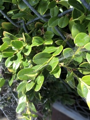 Buxaceae
