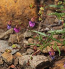 Hermannia coccocarpa