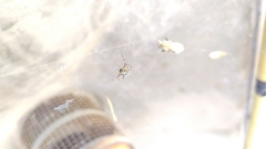 Araneae