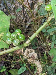 Solanum stramoniifolium