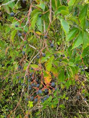 Parthenocissus quinquefolia