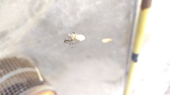 Araneae