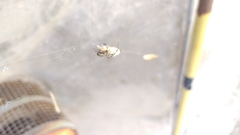 Araneae