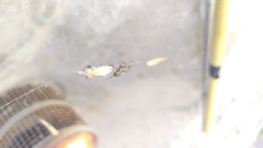 Araneae