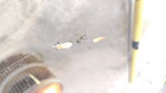 Araneae