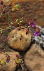 Hermannia coccocarpa