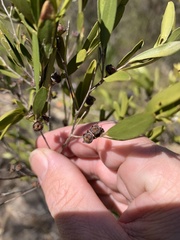 Leptospermum luehmannii