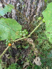 Solanum stramoniifolium