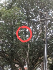 Hemiphaga novaeseelandiae novaeseelandiae