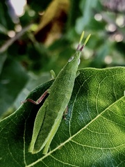 Sphenacris crassicornis