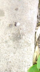 Acromyrmex