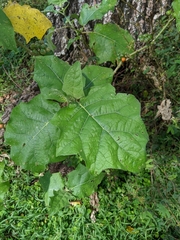 Solanum stramoniifolium
