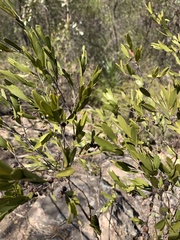 Leptospermum luehmannii