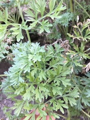 Artemisia franserioides
