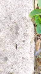 Acromyrmex