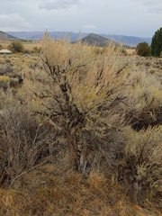 Artemisia tridentata tridentata