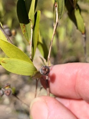 Leptospermum luehmannii