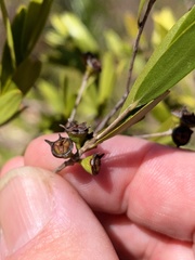 Leptospermum luehmannii