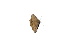 Zale fictilis