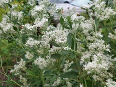 Eupatorium serotinum