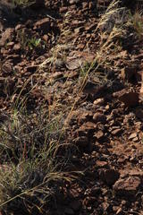 Aristida diffusa burkei