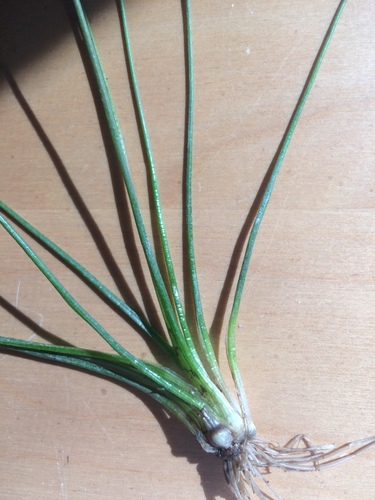 Image of Isoetes septentrionalis by no rights reserved