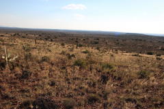 Aristida diffusa burkei