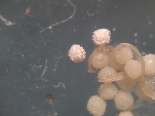 Image of Isoetes septentrionalis by no rights reserved