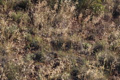 Aristida diffusa burkei