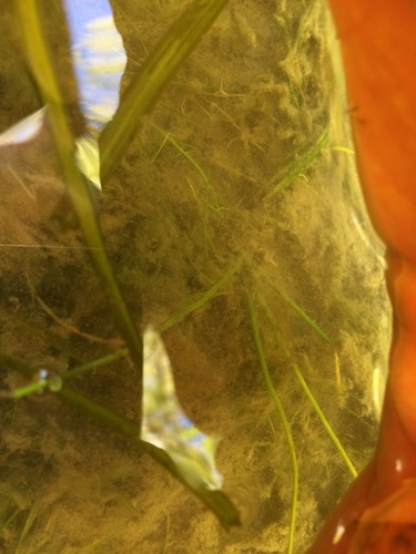 Image of Isoetes septentrionalis by no rights reserved