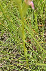 Disperis concinna