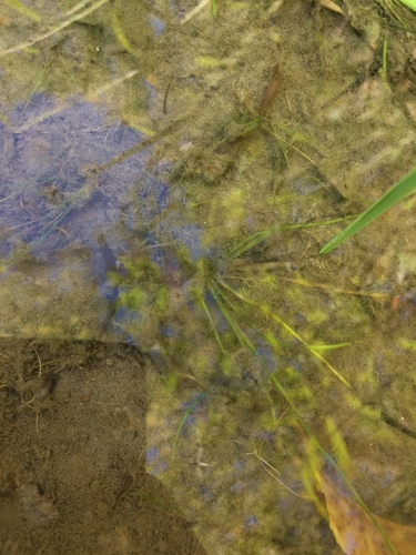 Image of Isoetes septentrionalis by no rights reserved